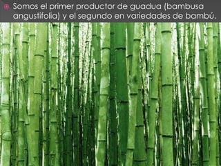    Somos el primer productor de guadua (bambusa
    angustifolia) y el segundo en variedades de bambú.
 