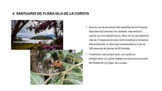 4. SANTUARIO DE FLORA ISLA DE LA COROTA
• Esta es una de las áreas más pequeñas de los Parques
Naturales de Colombia. No obstante, este territorio
cuenta con una variada fauna y flora, en la cual aparecen
más de 73 especies de aves entre acuáticas y terrestres.
Adicionalmente, su flora está representada en más de
300 especies de plantas de 80 familias.
• Finalmente, este parque tiene una capilla de
peregrinación, la cual es visitada con frecuencia durante
las Fiestas de La Virgen de Lourdes.
 