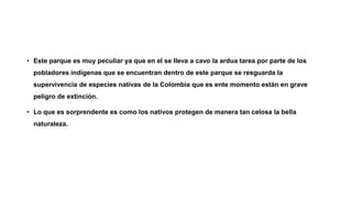 • Este parque es muy peculiar ya que en el se lleva a cavo la ardua tarea por parte de los
pobladores indígenas que se encuentran dentro de este parque se resguarda la
supervivencia de especies nativas de la Colombia que es ente momento están en grave
peligro de extinción.
• Lo que es sorprendente es como los nativos protegen de manera tan celosa la bella
naturaleza.
 