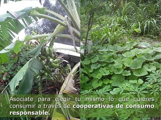 Asociate para elegir tu mismo lo que quieres
consumir a través de cooperativas de consumo
responsable.
 