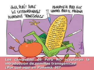 Los campesino de Perú NO aceptaron la
introducción de semillas transgénicas!
¿Por qué aquí en Panamá, SI?
 