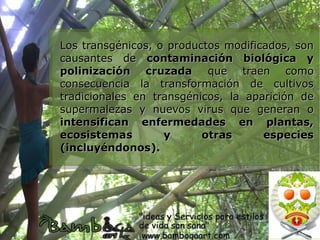 Los transgénicos, o productos modificados, son
causantes de contaminación biológica y
polinización cruzada que traen como
consecuencia la transformación de cultivos
tradicionales en transgénicos, la aparición de
supermalezas y nuevos virus que generan o
intensifican enfermedades en plantas,
ecosistemas        y      otras      especies
(incluyéndonos).
 