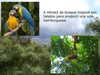 5 mtros2 de bosque tropical son
talados para producir una sola
hamburguesa.
 