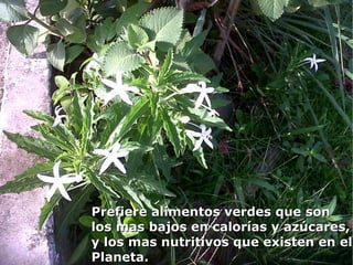 Prefiere alimentos verdes que son
los mas bajos en calorías y azúcares,
y los mas nutritivos que existen en el
Planeta.
 