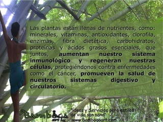 Las plantas están llenas de nutrientes, como:
minerales, vitaminas, antioxidantes, clorofila,
enzimas,    fibra   dietética,   carbohidratos,
proteínas y ácidos grasos esenciales, que
juntos,   aumentan        nuestro     sistema
inmunológico      y    regeneran     nuestras
células, protegiéndonos contra enfermedades
como el cáncer, promueven la salud de
nuestros       sistemas        digestivo      y
circulatorio.
 