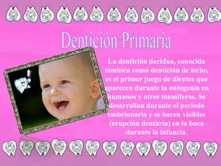 Dentición PrimariaLa dentición decidua, conocida también como dentición de leche, es el primer juego de dientes que aparecen durante la ontogenia en humanos y otros mamíferos. Se desarrollan durante el periodo embrionario y se hacen visibles (erupción dentaria) en la boca durante la infancia.