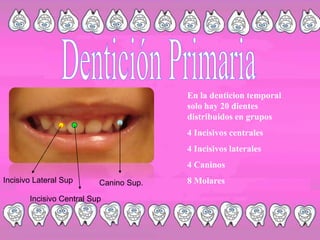Dentición PrimariaEn la denticion temporal solo hay 20 dientes distribuidos en grupos4 Incisivos centrales4 Incisivos laterales4 Caninos8 MolaresIncisivo Lateral SupCanino Sup.Incisivo Central Sup