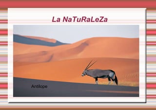 La NaTuRaLeZa ,[object Object],Antílope 