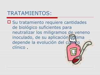 TRATAMIENTOS: 
 Su tratamiento requiere cantidades 
de biológico suficientes para 
neutralizar los miligramos de veneno 
inoculado, de su aplicación óptima 
depende la evolución del cuadro 
clínico . 
 