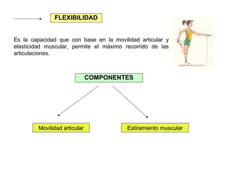 FLEXIBILIDAD
Es la capacidad que con base en la movilidad articular y
elasticidad muscular, permite el máximo recorrido de las
articulaciones.

COMPONENTES

Movilidad articular

Estiramiento muscular

 