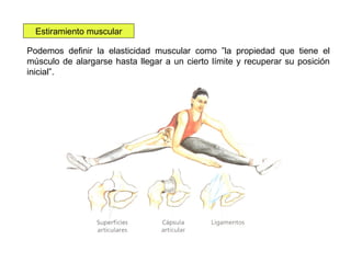 Estiramiento muscular
Podemos definir la elasticidad muscular como ”la propiedad que tiene el
músculo de alargarse hasta llegar a un cierto límite y recuperar su posición
inicial”.

 
