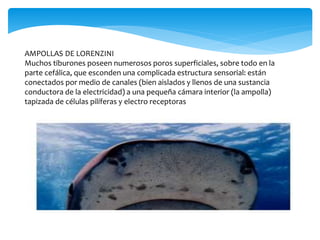 AMPOLLAS DE LORENZINI
Muchos tiburones poseen numerosos poros superficiales, sobre todo en la
parte cefálica, que esconden una complicada estructura sensorial: están
conectados por medio de canales (bien aislados y llenos de una sustancia
conductora de la electricidad) a una pequeña cámara interior (la ampolla)
tapizada de células pilíferas y electro receptoras
 