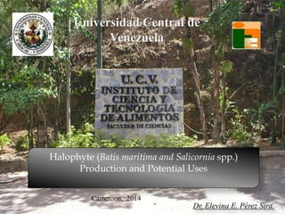 Universidad Central de
Venezuela
Halophyte (Batis maritima and Salicornia spp.)
Production and Potential Uses
Cameroon, 2014
Dr. Elevina E. Pérez Sira.
 