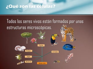 ¿Qué son las células?
Todos los seres vivos están formados por unas
estructuras microscópicas.