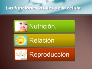Las funciones vitales de la célula
Nutrición.
Relación
Reproducción