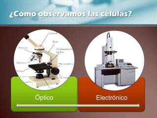 ¿Cómo observamos las células?
Óptico
Electrónico