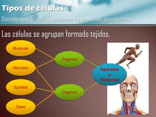 Tipos de células
Distintos tipos de células constituyen los seres vivos pluricelulares.
Las células se agrupan formado tejidos.
Muscular
Órganos
Nervioso
Aparatos
y
Sistemas
Epitelial
Órganos
Óseo