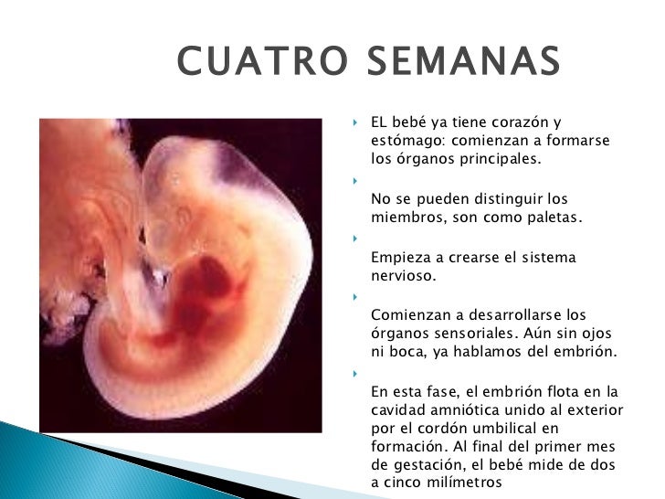Cytotec para 4 semanas de embarazo - Pantoprazole Omeprazole Clopidogrel Cytotec para 4 semanas de embarazo - Pantoprazole Omeprazole Clopidogrel