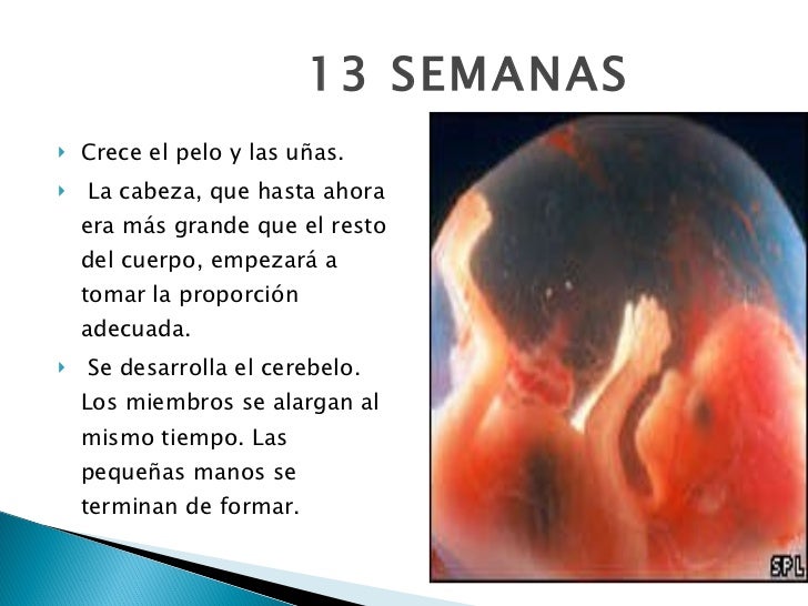 Cuanto Mide Un Bebe De 13 Semanas En El Vientre Consejos De Bebe