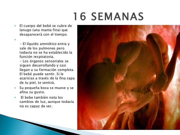 Alos Cuantos Meses Se Mueve Un Bebe - Kumpulan Berbagai Skripsi - A Las Cuantas Semanas Se Empieza A Mover El Bebe