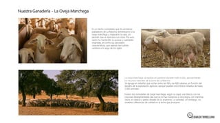 Nuestra Ganadería - La Oveja Manchega
 Ganadería propia. Nacida, criada y sustentada en la región de La Mancha con su
car...