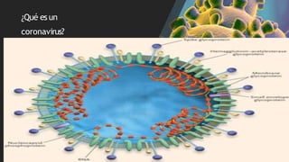 ¿Qué es un
coronavirus?
.
 