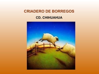 CRIADERO DE BORREGOS CD. CHIHUAHUA 