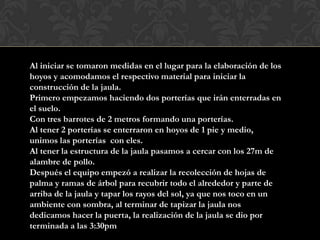 Al iniciar se tomaron medidas en el lugar para la elaboración de los
hoyos y acomodamos el respectivo material para iniciar la
construcción de la jaula.
Primero empezamos haciendo dos porterías que irán enterradas en
el suelo.
Con tres barrotes de 2 metros formando una porterías.
Al tener 2 porterías se enterraron en hoyos de 1 pie y medio,
unimos las porterías con eles.
Al tener la estructura de la jaula pasamos a cercar con los 27m de
alambre de pollo.
Después el equipo empezó a realizar la recolección de hojas de
palma y ramas de árbol para recubrir todo el alrededor y parte de
arriba de la jaula y tapar los rayos del sol, ya que nos toco en un
ambiente con sombra, al terminar de tapizar la jaula nos
dedicamos hacer la puerta, la realización de la jaula se dio por
terminada a las 3:30pm
 