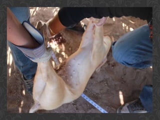 Presentacion Crono area Mexicali