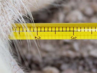 Presentacion Crono area Mexicali