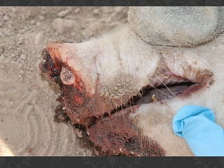 Presentacion Crono area Mexicali