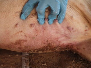 Presentacion Crono area Mexicali