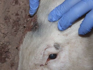 Presentacion Crono area Mexicali