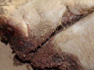 Presentacion Crono area Mexicali