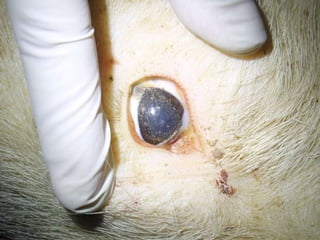 Presentacion Crono area Mexicali