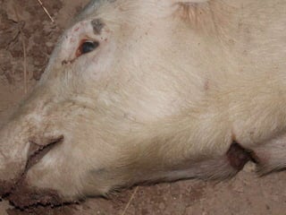 Presentacion Crono area Mexicali