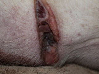 Presentacion Crono area Mexicali