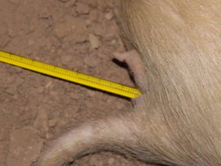 Presentacion Crono area Mexicali