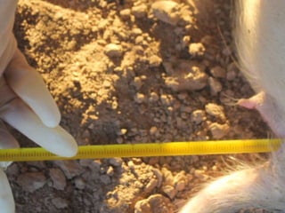 Presentacion Crono area Mexicali