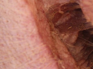 Presentacion Crono area Mexicali