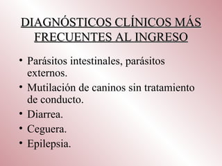 DIAGNÓSTICOS CLÍNICOS MÁS
  FRECUENTES AL INGRESO
• Parásitos intestinales, parásitos
  externos.
• Mutilación de caninos sin tratamiento
  de conducto.
• Diarrea.
• Ceguera.
• Epilepsia.
 