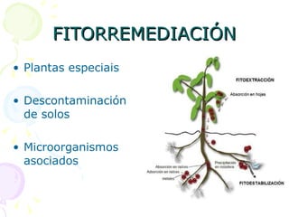 FITORREMEDIACIÓN Plantas especiais Descontaminación de solos Microorganismos asociados  