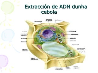   Extracción de ADN dunha cebola 