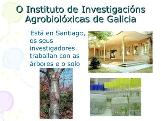O Instituto de Investigacións Agrobiolóxicas de Galicia Está en Santiago, os seus investigadores traballan con as árbores e o solo 