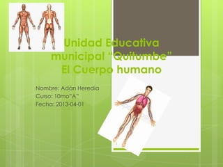 Unidad Educativa
    municipal “Quitumbe”
     El Cuerpo humano
Nombre: Adán Heredia
Curso: 10mo”A”
Fecha: 2013-04-01




                       1
 