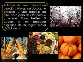 Además del maíz cultivaban
algodón, frijoles, calabazas, tu
bérculos y una especie de
pita, apta para destilar pulque
y extraer fibras textiles. El
cacao      es    un    producto
originario de la región maya
de Tabasco.
 