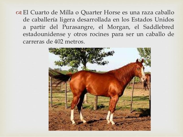 Razas Cuarto de milla, Appolosa, Braham, Texas Longhord, Brangus Razas Cuarto de milla, Appolosa, Braham, Texas Longhord, Brangus