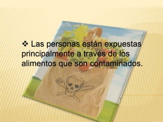  Las personas están expuestas
principalmente a través de los
alimentos que son contaminados.
 