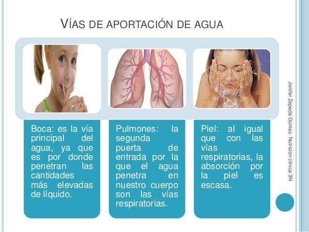 Cual es el porcentaje de agua en el cuerpo humano