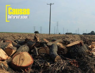 DeforestaciónDeforestación
Causas
 